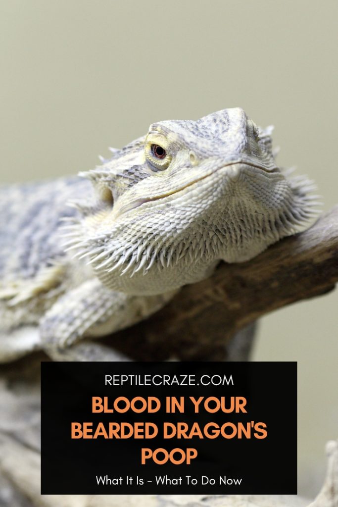 Blood In Your Bearded Dragon’s Poop: What To Do Now - Reptile Craze