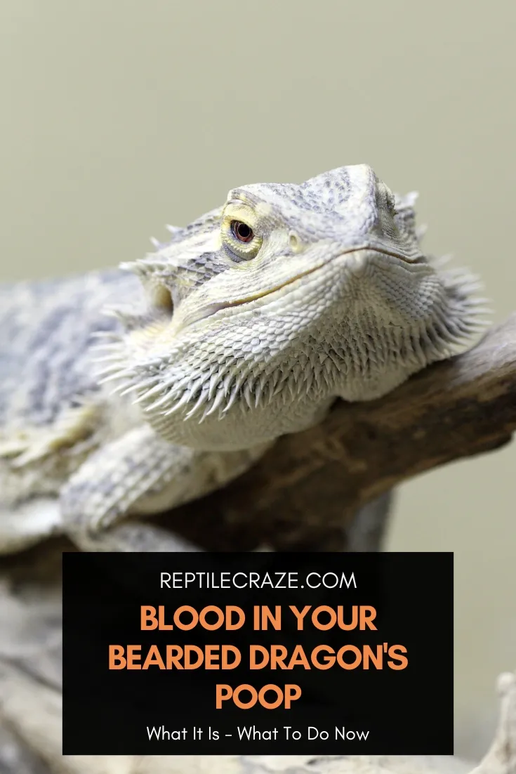 blood in bearded dragon poop