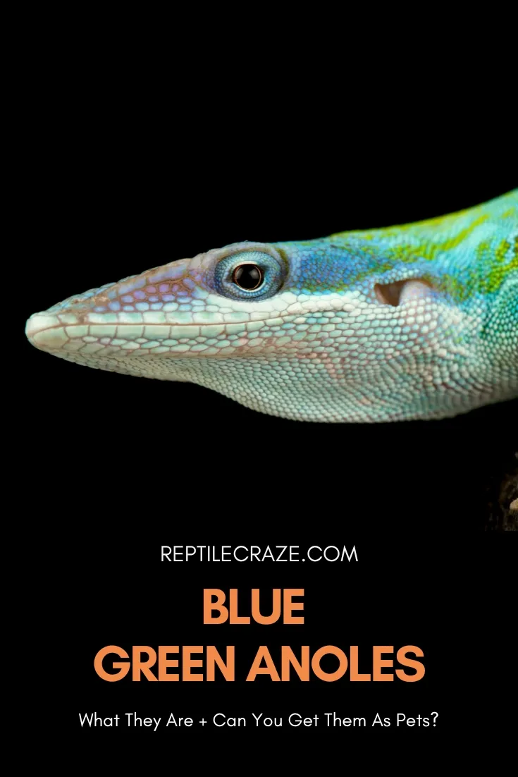 blue green anole