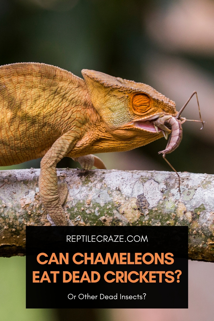 Can Chameleons Eat Dead Crickets?