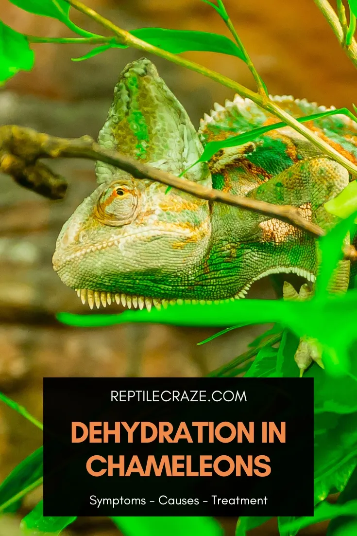 chameleon dehydration