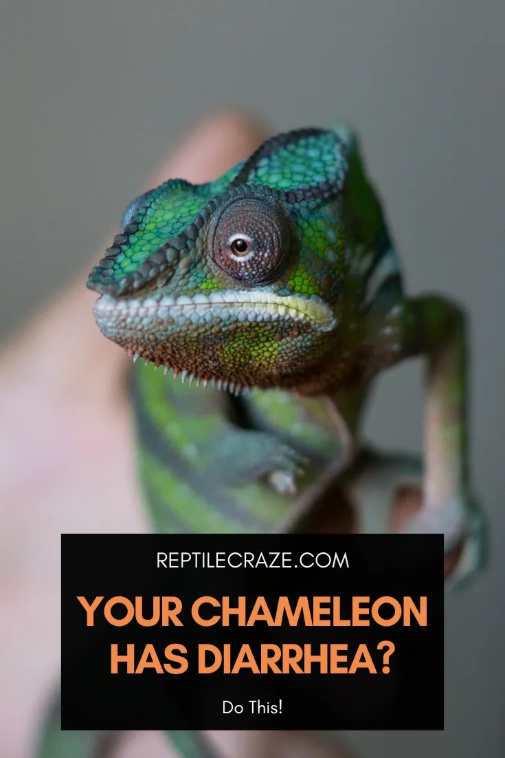 chameleon diarrhea