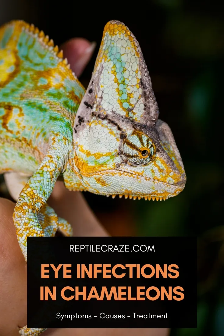 chameleon eye infection