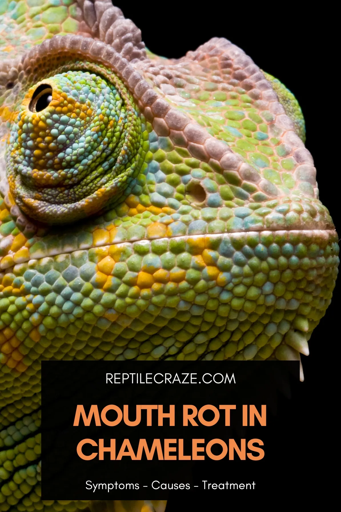 chameleon mouth rot