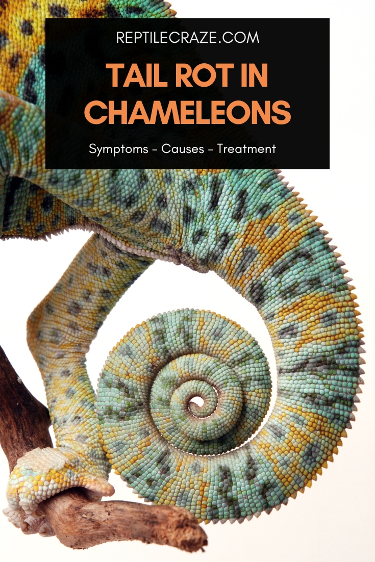 Chameleon tail rot