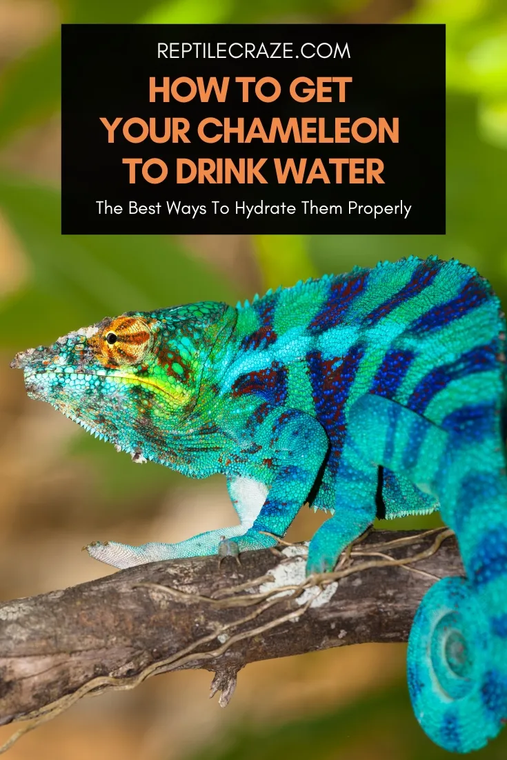 How to Rehydrate a Chameleon?