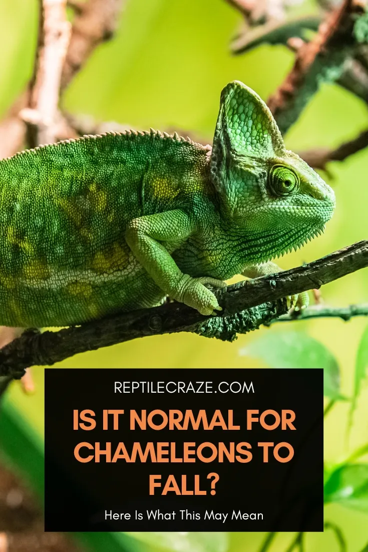 is it normal for a chameleon to fall?