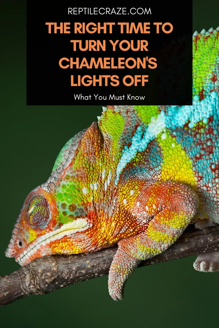 Do You Turn Off Chameleon Lights at Night?