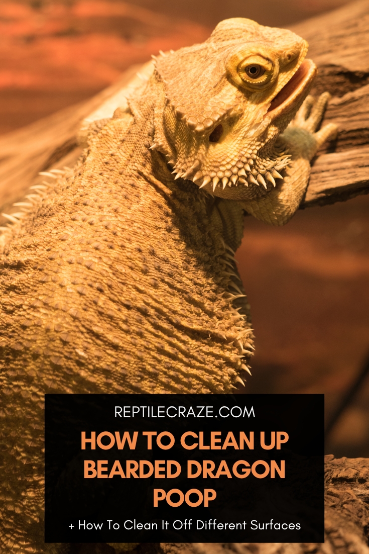 how to clean bearded dragon poop