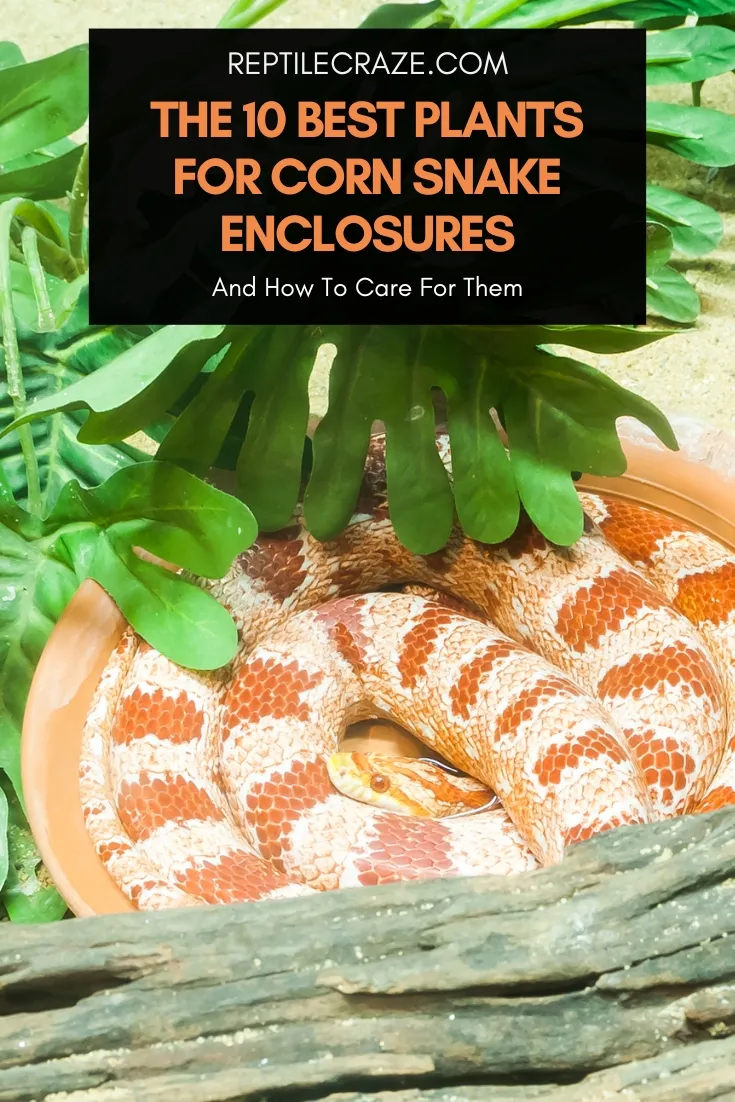 plants for corn snakes