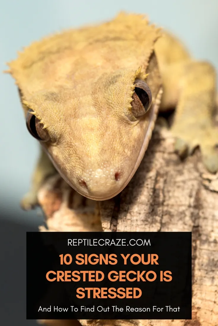Is my crested gecko stressed