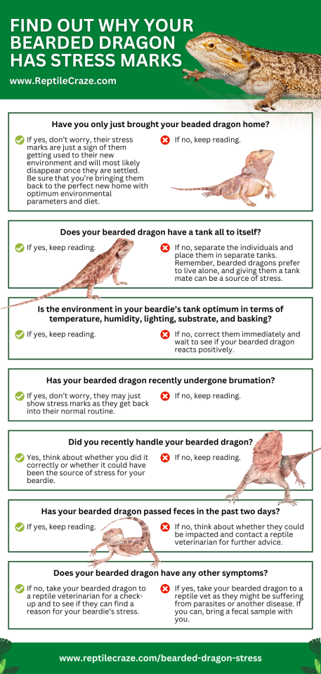 Bearded Dragon Stress Marks And Other Stress Signs Reptile Craze Bearded Dragon Stress Marks And Other Stress Signs Reptile Craze