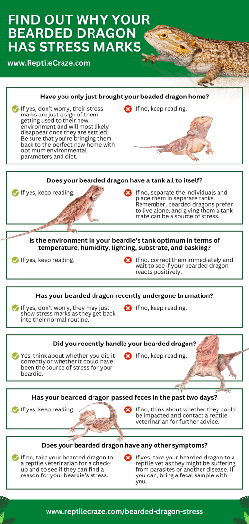 Bearded Dragon: Stress Marks And Other Stress Signs - Reptile Craze