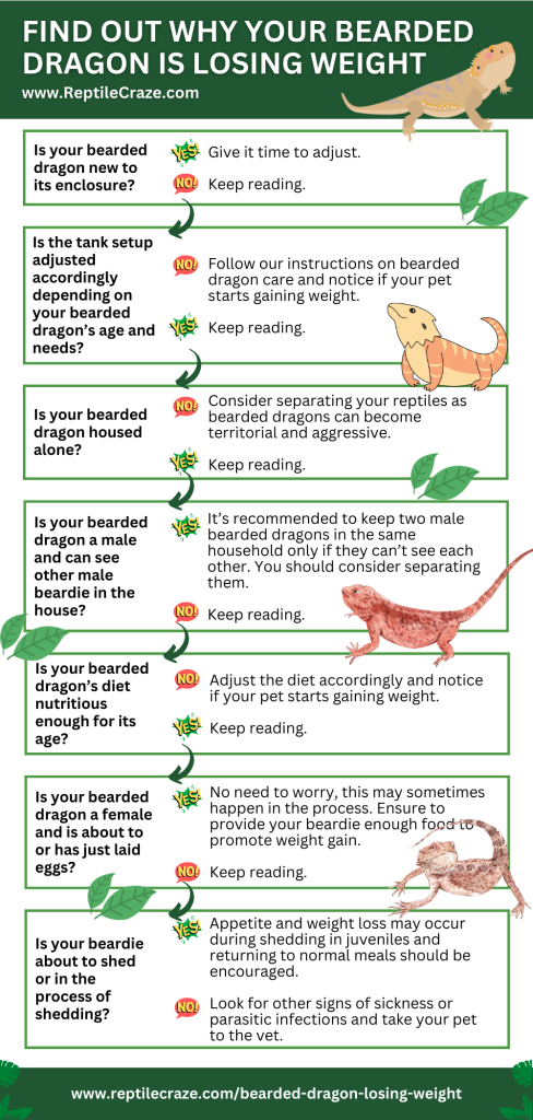 View of 8 Reasons Why Your Bearded Dragon Is Losing Weight - Reptile Craze
