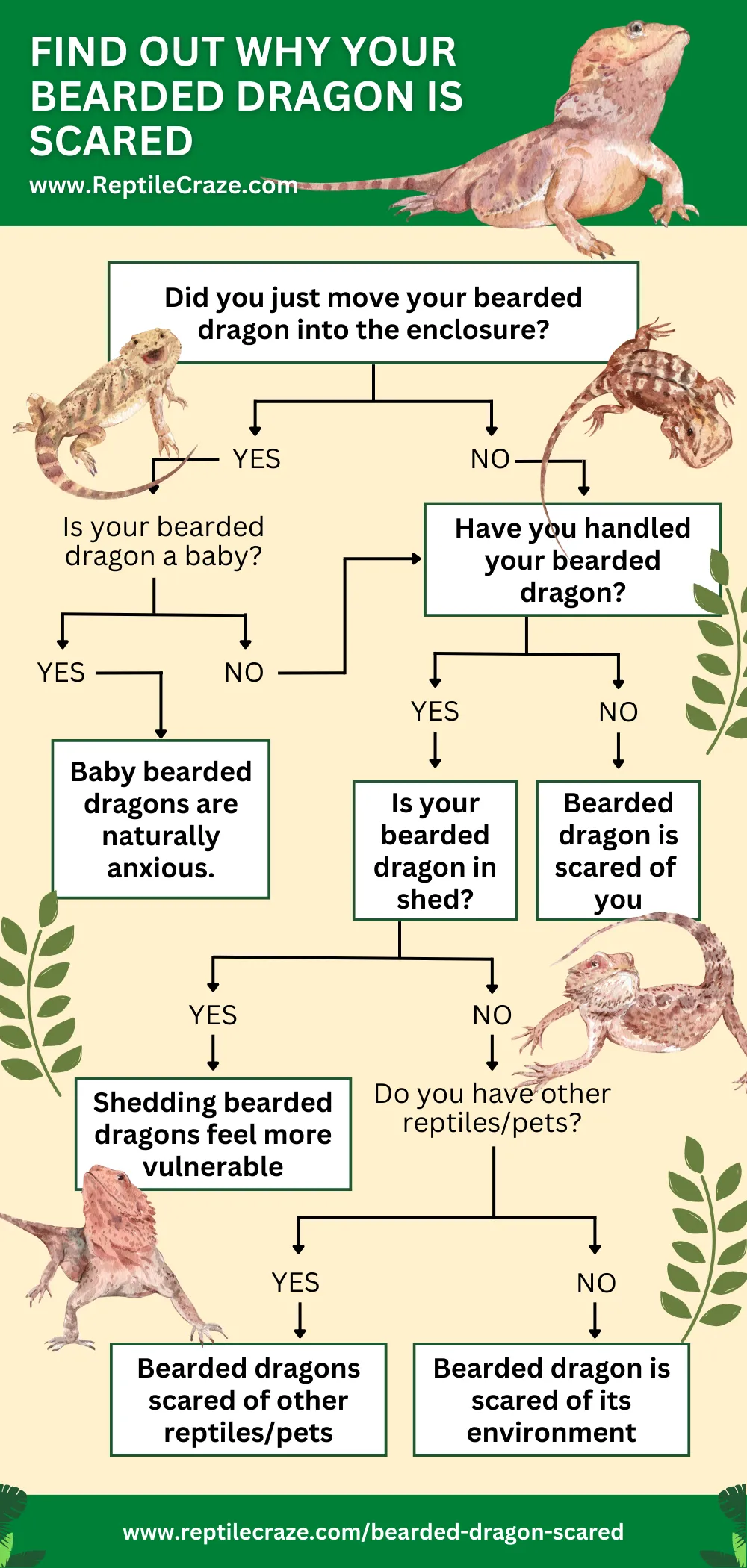 how to find out why my bearded dragon is scared