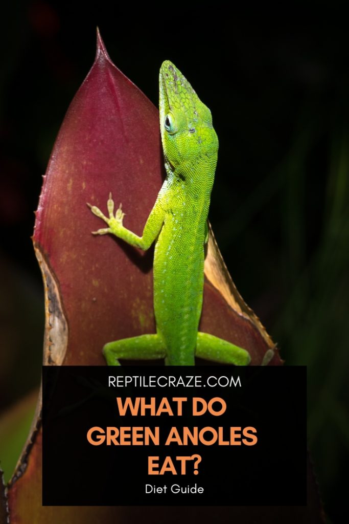 What Do Green Anoles Eat? How To Properly Feed Them Reptile Craze