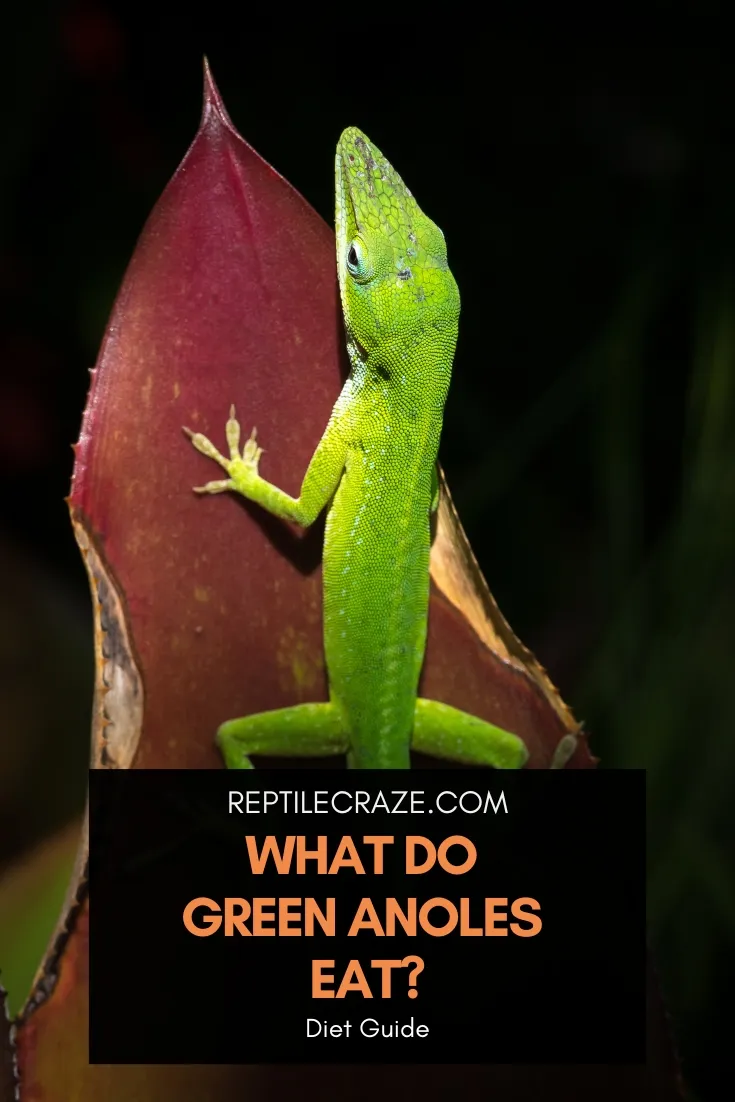 what do green anoles eat?