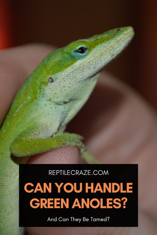 Can You Handle And Tame Green Anoles? Reptile Craze