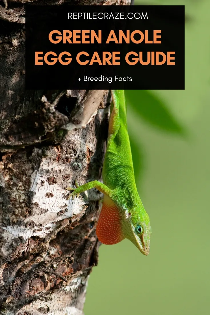 green anole egg care guide