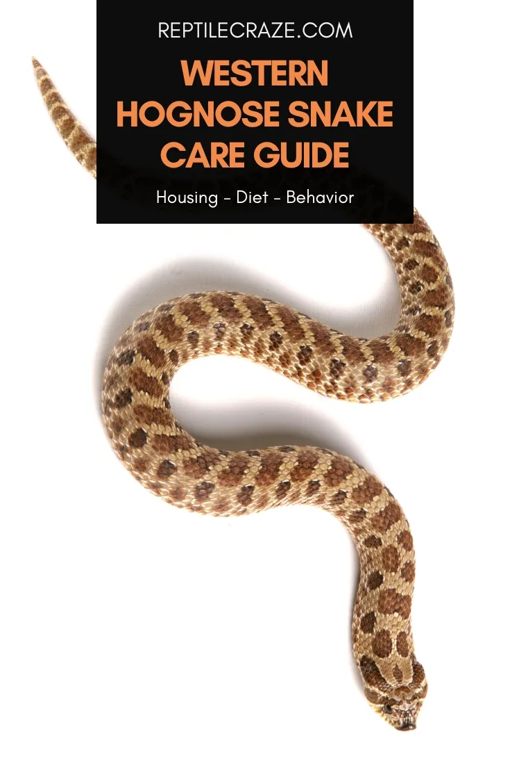 western hognose snake care