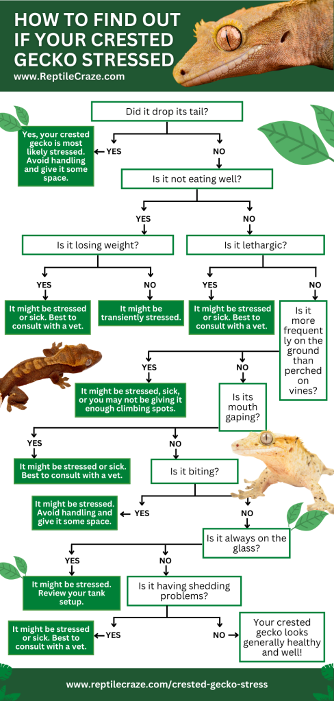 10 Signs Your Crested Gecko Is Stressed & How To Help - Reptile Craze
