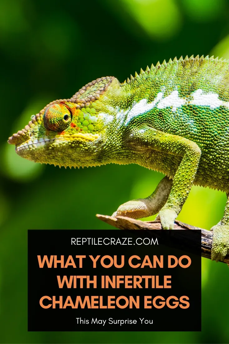 What to Do With Infertile Chameleon Eggs