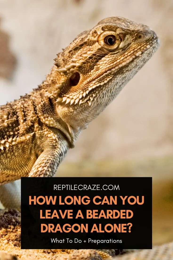 How Long Can You Leave a Bearded Dragon Alone?