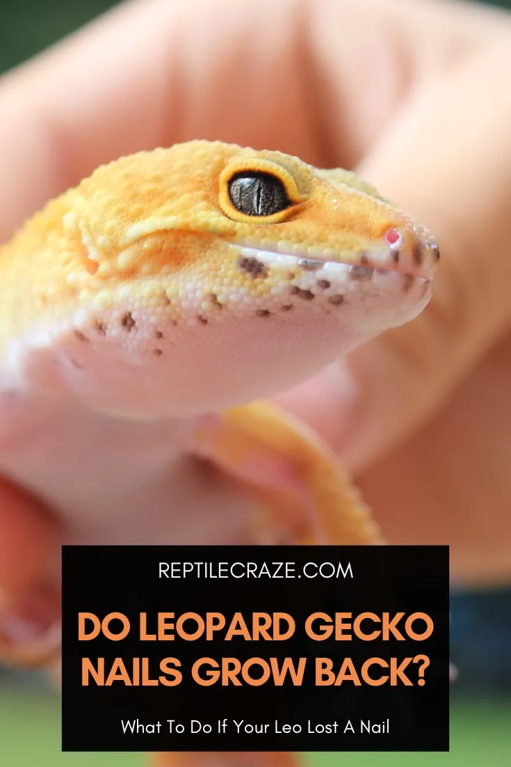 do leopard gecko nails grow back