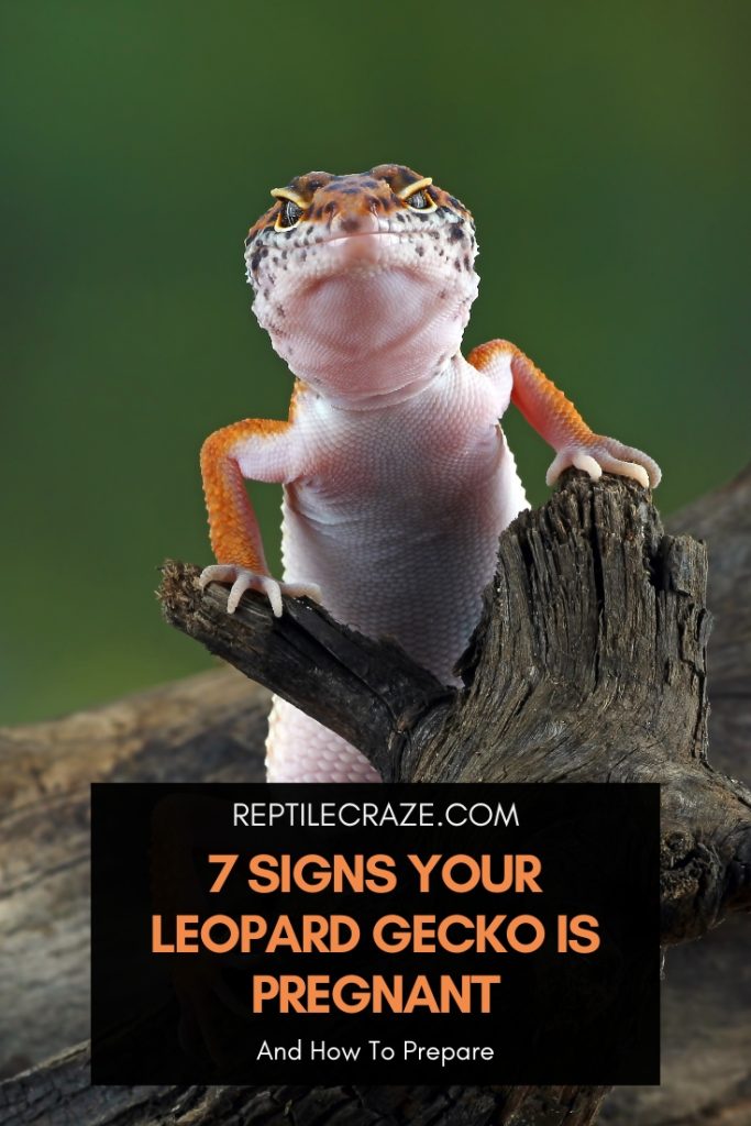 7 Signs Your Leopard Gecko Is Pregnant And How To Prepare Reptile Craze