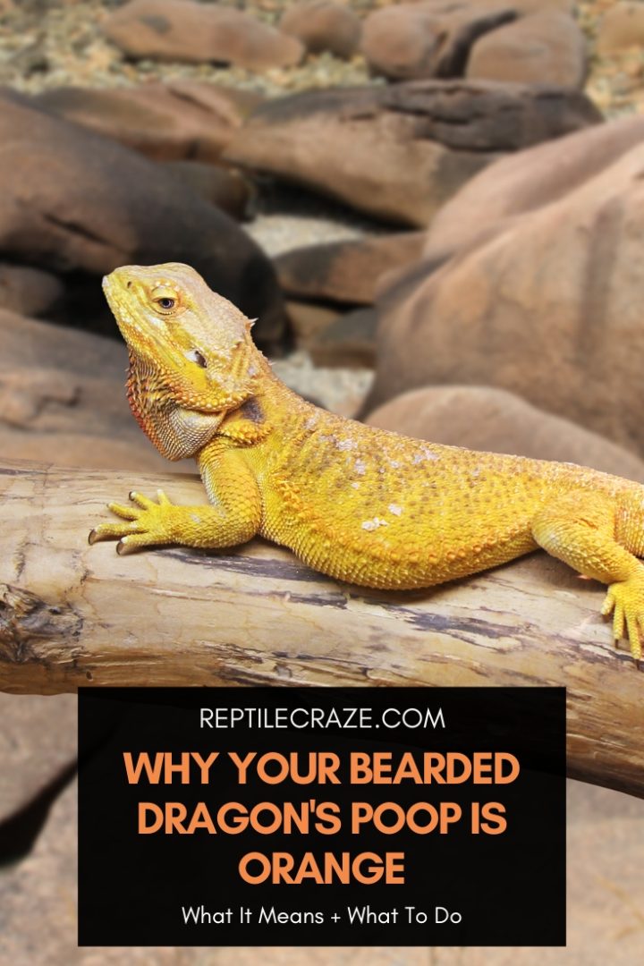 Why Your Bearded Dragon's Poop Is Orange - Reptile Craze