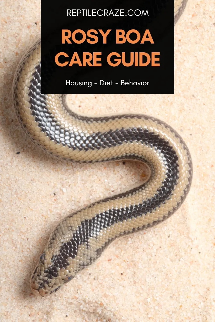 rosy boa care