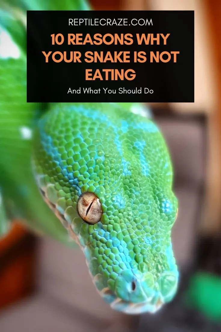 why is my snake not eating?