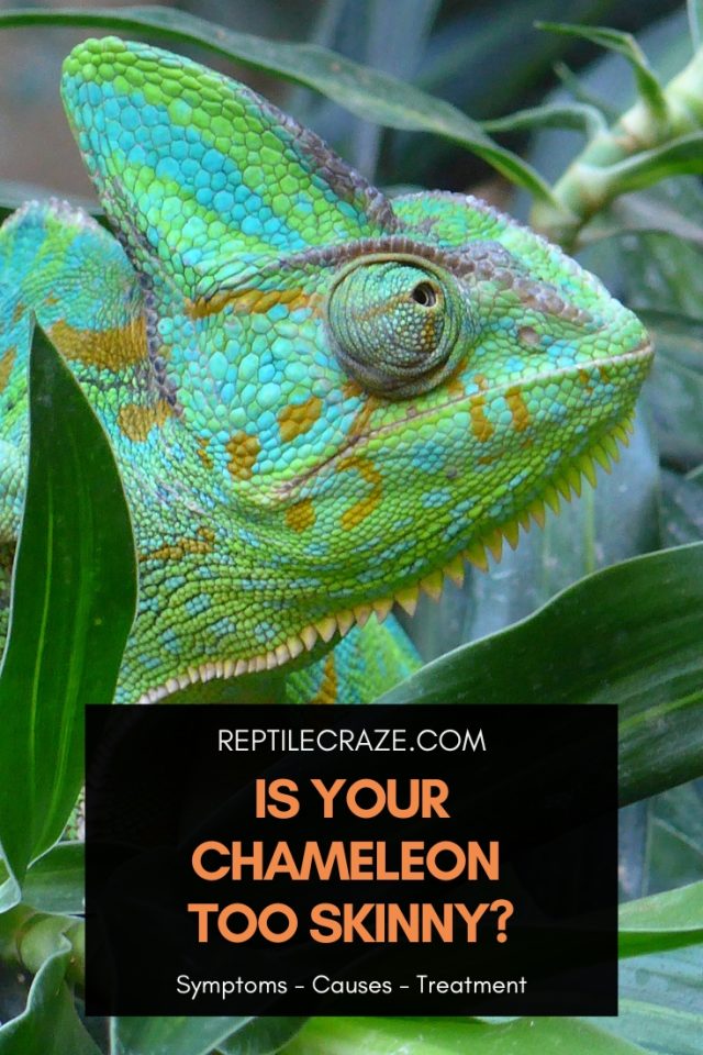 Is Your Chameleon Too Skinny? Symptoms, Causes, Treatment - Reptile Craze