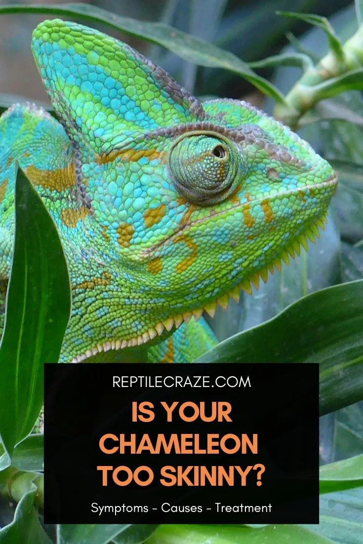 is my chameleon skinny?