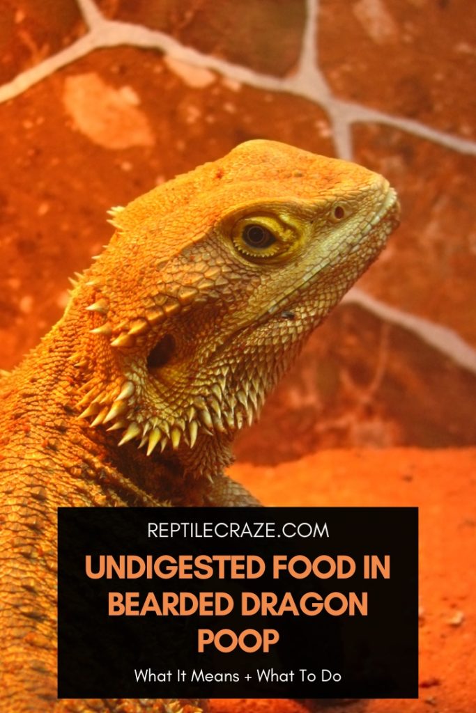 Undigested Food In Bearded Dragon Poop: Causes & Solutions - Reptile Craze