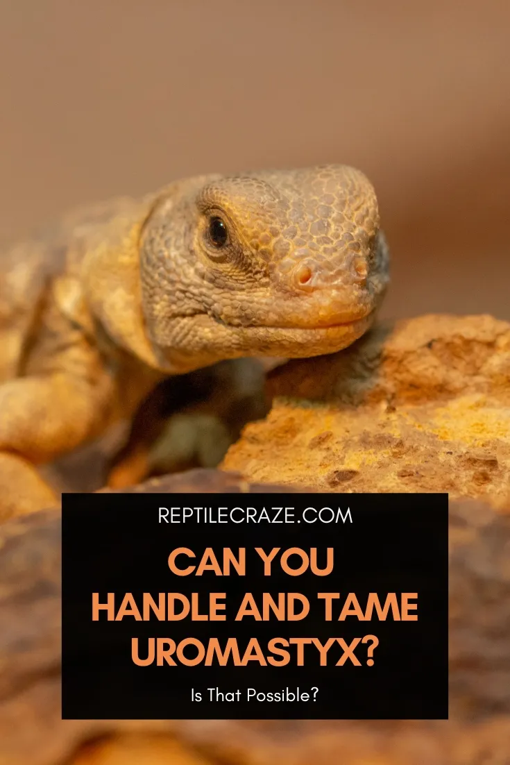 can you handle uromastyx?