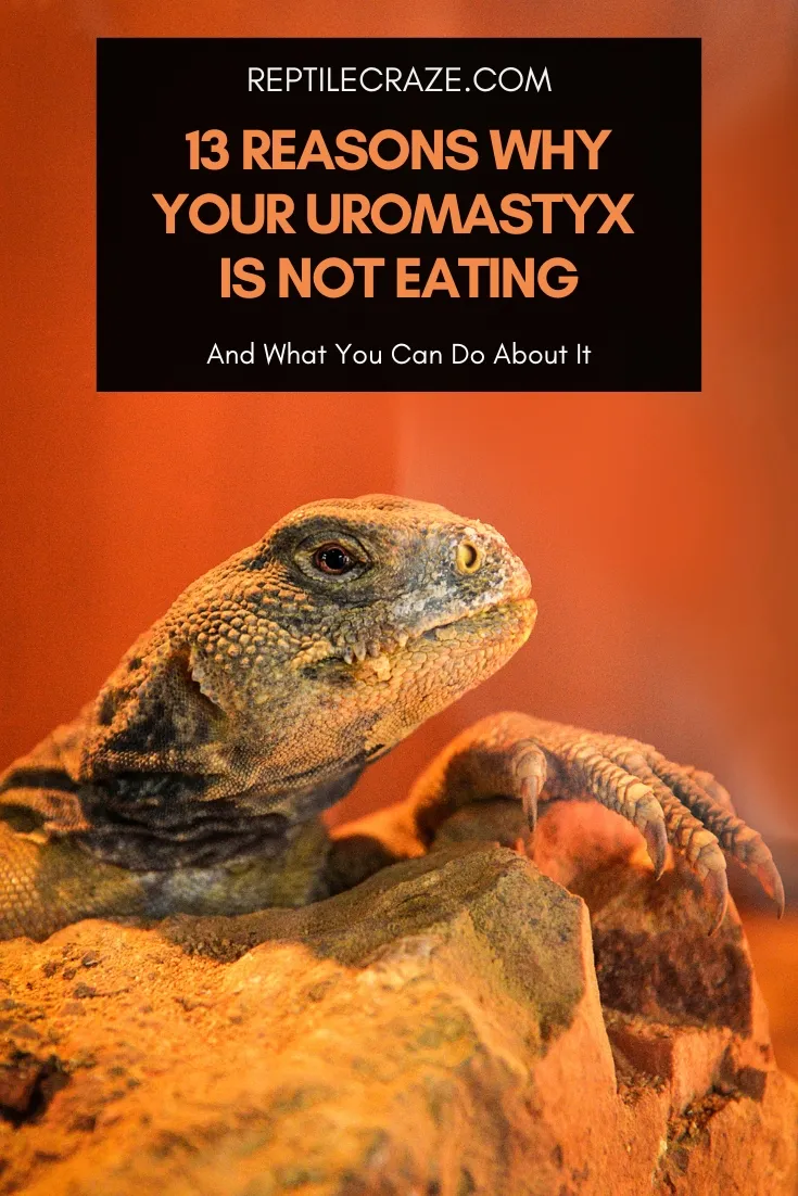 why is my uromastyx not eating?