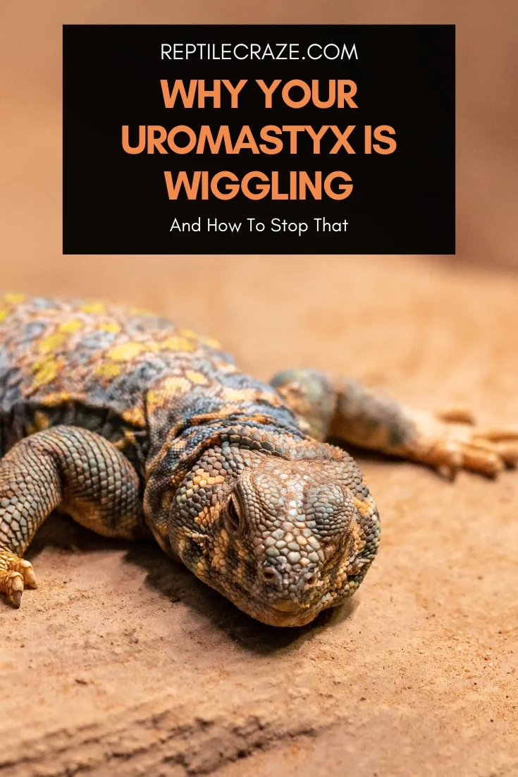 why do uromastyx wiggle