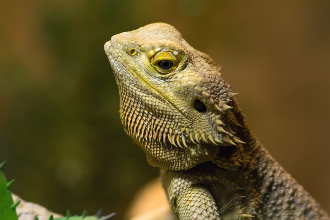 10 Reasons Why Your Bearded Dragon Is Getting Darker - Reptile Craze