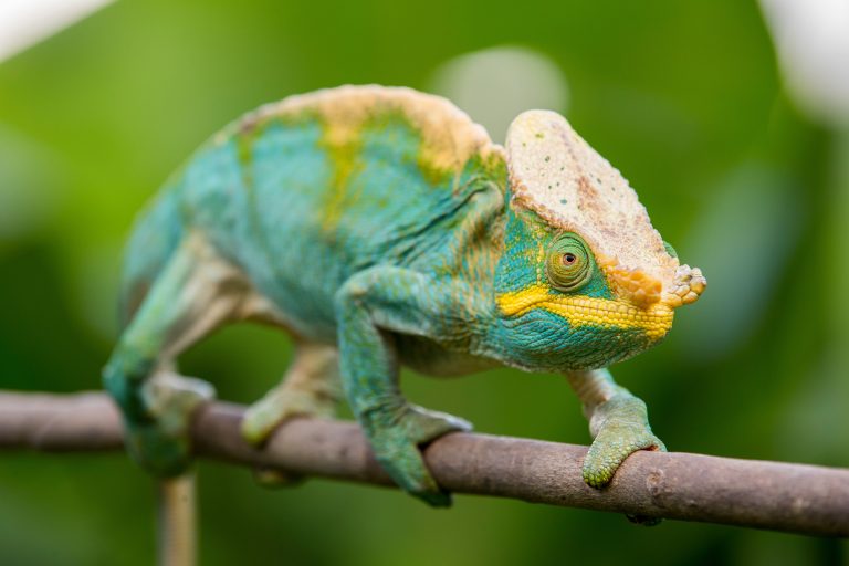 These Are The 3 Most Expensive Chameleons - Reptile Craze