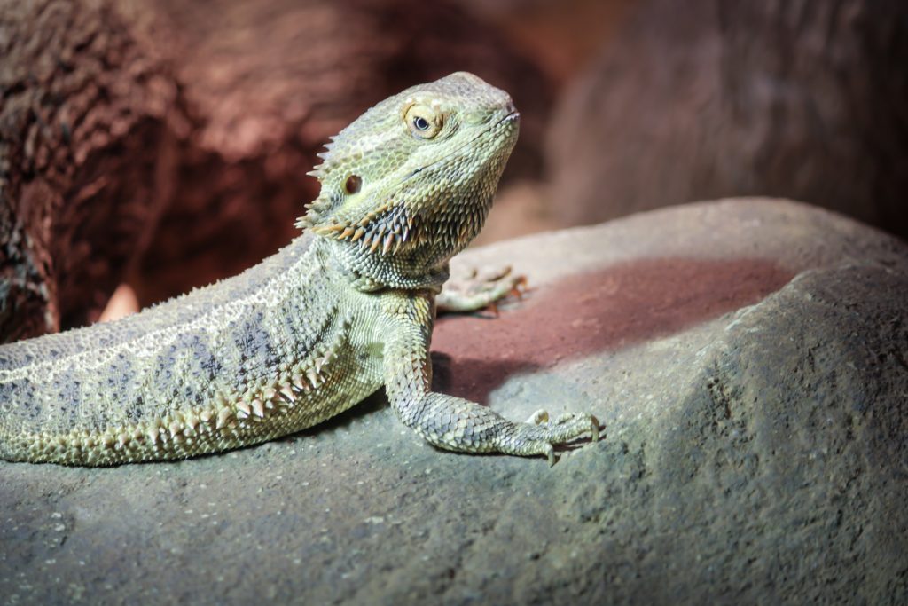 What do I do if my bearded dragon wont eat?