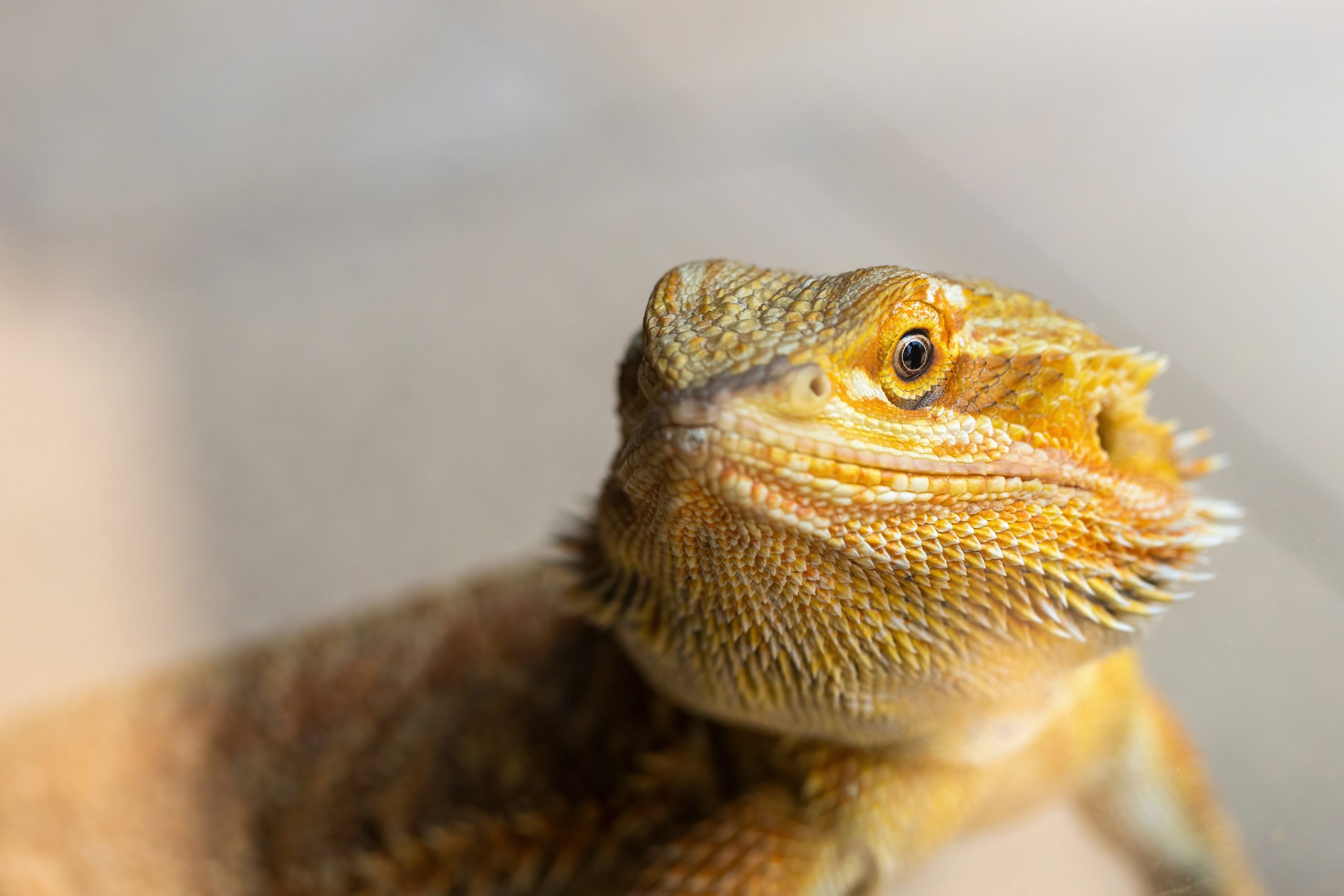 Why Your Bearded Dragon Is Not Eating & How To Change That - Reptile Craze