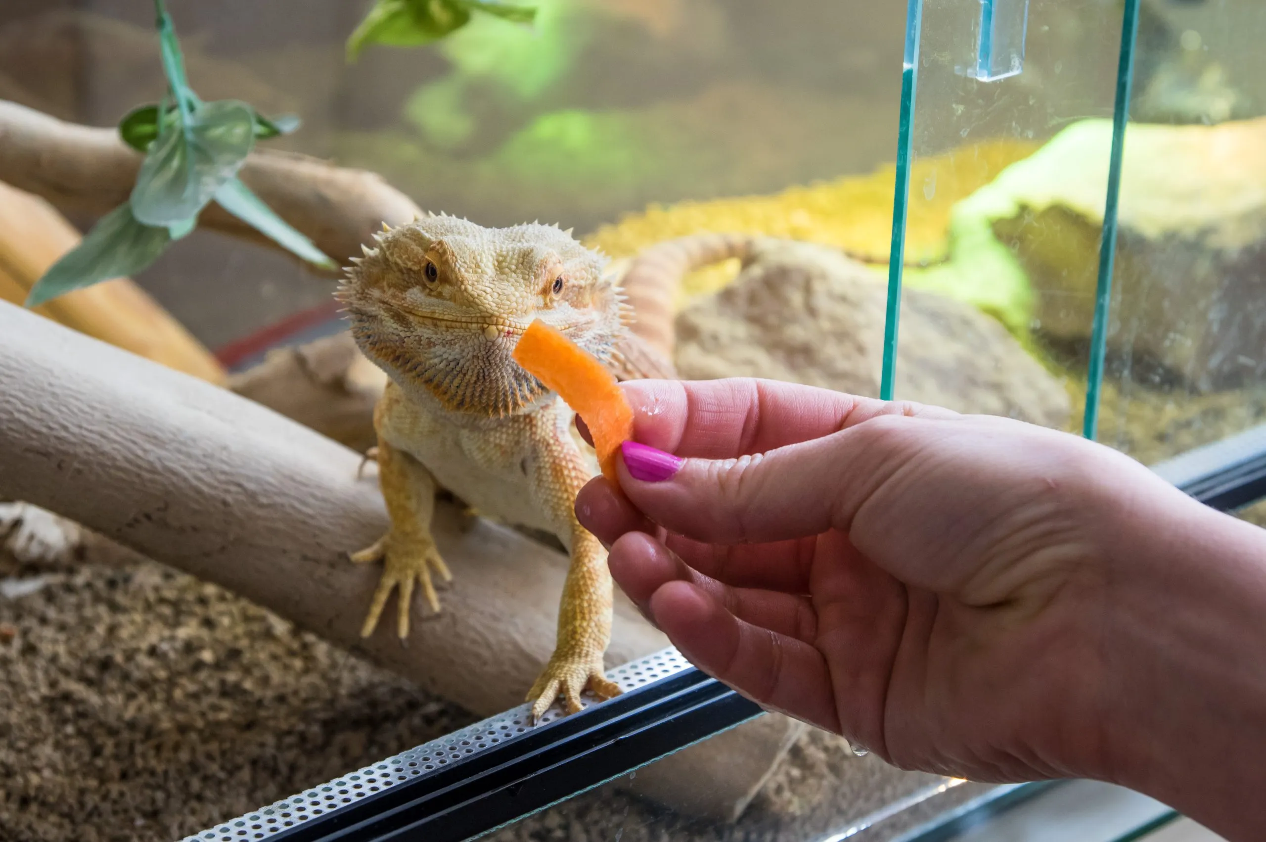 What animals can live with a bearded dragon?