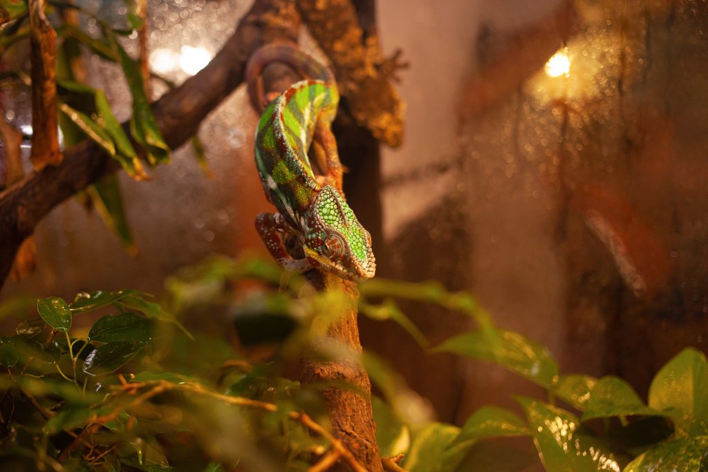 how long can chameleons go without a heat lamp?