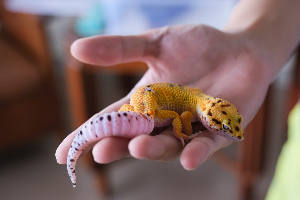 How To Bond With Your Leopard Gecko Easily Reptile Craze How To Bond With Your Leopard Gecko Easily Reptile Craze