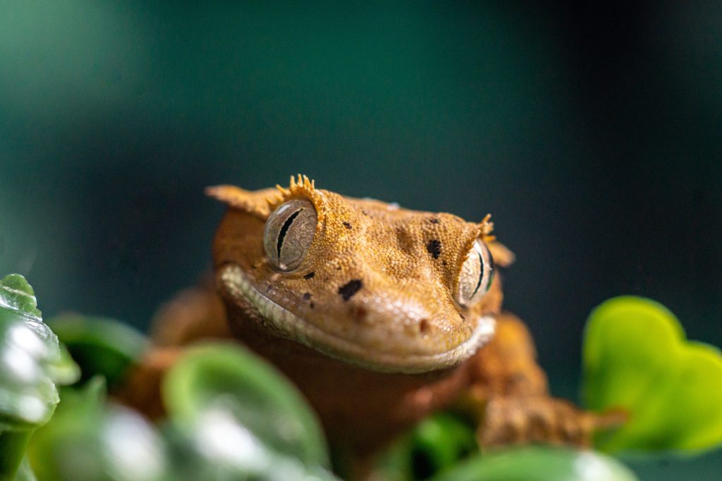 crested gecko runny poop