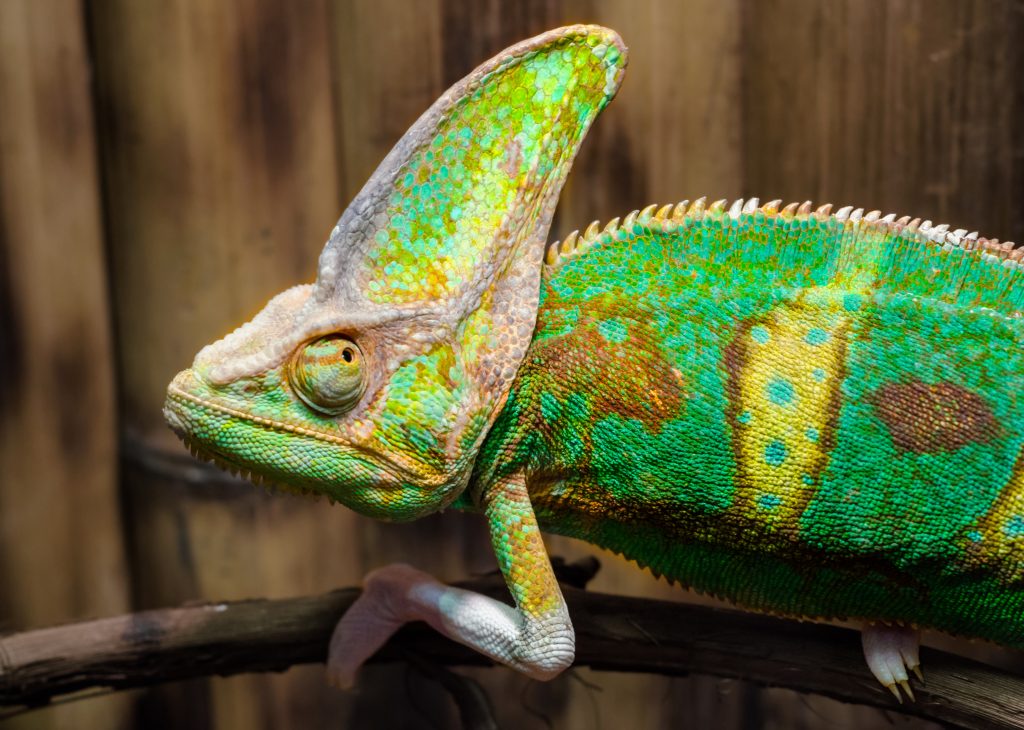 Can chameleon live without a heat lamp?