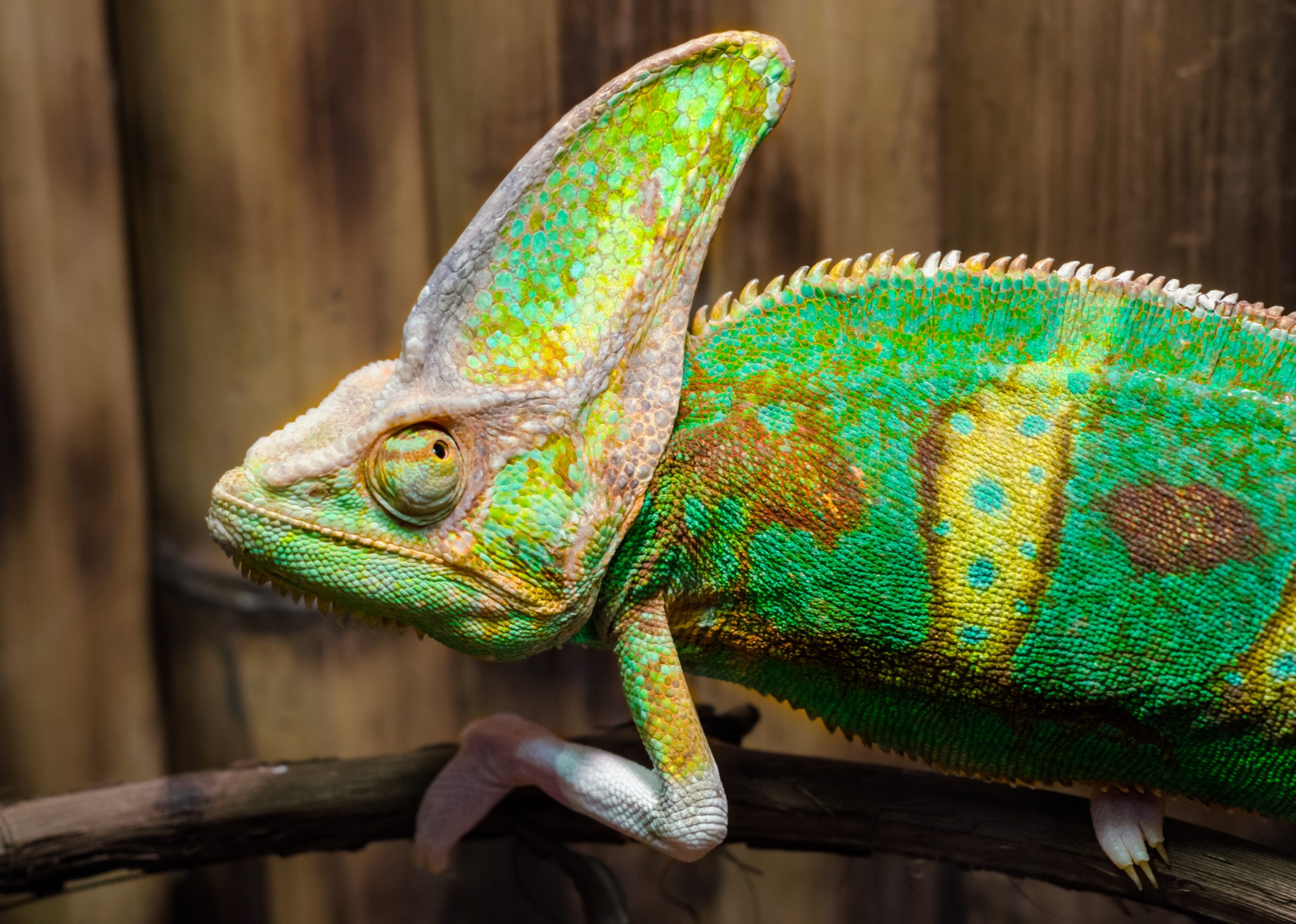 How Long Can Chameleons Go Without Heat? - Reptile Craze