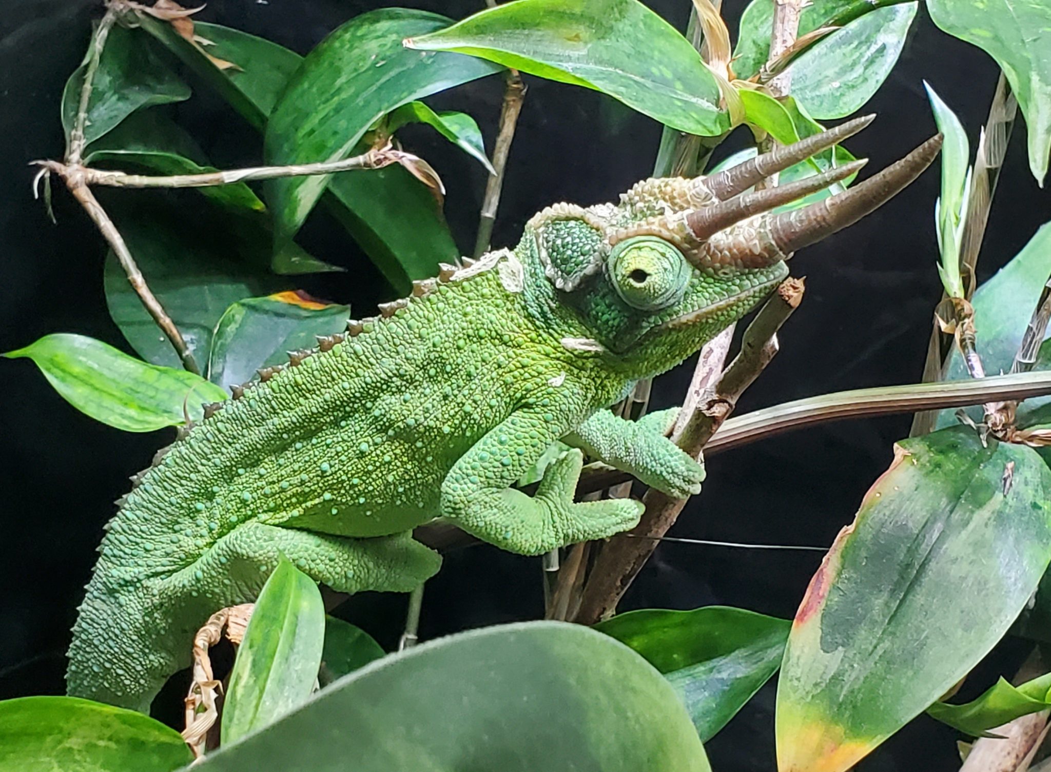 These Are The 3 Most Expensive Chameleons - Reptile Craze