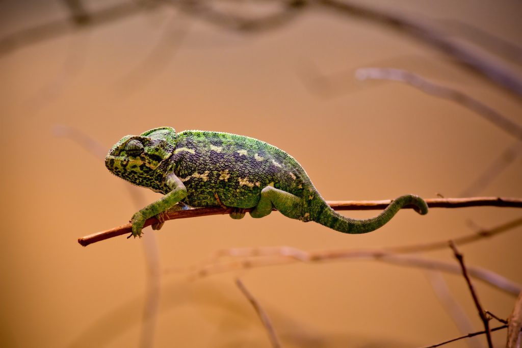 How long can a chameleon be in the cold?